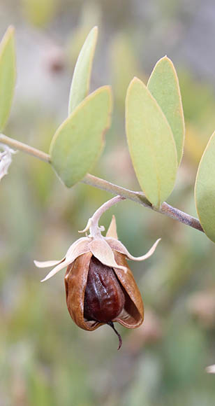  Simmondsia chinensis